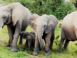 olifanten in Afrika