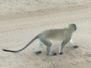 Safari Afrika