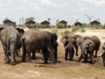 olifanten in Afrika