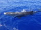 Walvissen spotten in Mauritius