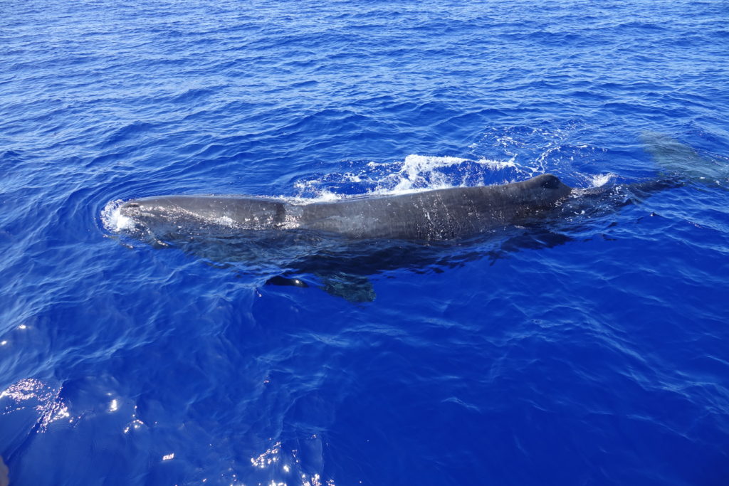 Walvissen spotten in Mauritius
Mijn 2019 in 12 beelden